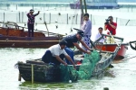 　阳澄湖第一篓大闸蟹开捕，蟹农正在收蟹笼。晨报记者　朱影影 - 新浪上海