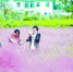 　　游客在粉色花田中游玩。冯李华摄 - 新浪上海