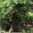 上海最古老的松树 到底“藏”在哪个小镇上？ - Sh.Eastday.Com
