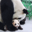 “上海版”熊猫花生100天 从趴趴熊到爬爬熊 - Sh.Eastday.Com