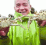　　黄浦江大闸蟹以个大、肉厚、膏黄、味鲜为特色。　/晨报记者　竺钢 - 新浪上海
