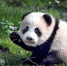 首只在沪出生的大熊猫“花生”第一次出门活动 - Sh.Eastday.Com