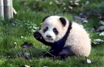 首只在沪出生的大熊猫“花生”第一次出门活动 - Sh.Eastday.Com