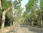 去处|这可能是全上海最安静文艺的一条马路 - Sh.Eastday.Com