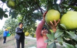 沪上最大规模的"红柚文化园" 可买柚子树种回家种 - Sh.Eastday.Com