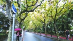 上海落叶景观道路根据天气确定是否保留落叶 - Sh.Eastday.Com