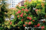 听说上海入冬了 这些五彩斑斓的秋景你还没去看？ - Sh.Eastday.Com