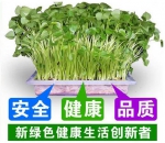 中农华丰有机芽苗菜，颇受高端消费市场的青睐 - Shanghaif.Cn