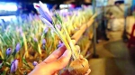 　　崇明是我国藏红花最大种植地　晨报记者　郁文艳 - 新浪上海