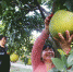青浦有个红柚文化园 可以采摘柚子还能带柚子树回家种 - Sh.Eastday.Com