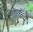 上海动物园尝试混养动物 斑马和角马做室友 - Sh.Eastday.Com