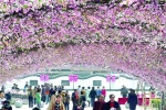 　　往年，滨海世外桃源举办的桃花节还是吸引很多游客的到来，如今被摘牌后，景区表示明年桃花节继续。 　　张海峰 - 新浪上海
