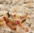 沪一小偷贼手伸到宅前屋后 2个月偷窃60多只鸡终被抓 - Sh.Eastday.Com