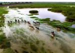 图片说明：牧马 黄志俊摄于横沙湿地。 - 新浪上海