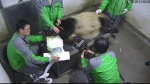 上海野生动物园:熊猫母女死于不同疾病 延迟公布是为找病因 - Sh.Eastday.Com