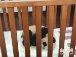 上海野生动物园大熊猫母女离世 遗体被封冻保存 - Sh.Eastday.Com