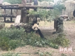 上海野生动物园大熊猫母女离世 遗体被封冻保存 - Sh.Eastday.Com