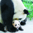 俩熊猫突发疾病死亡 大熊猫圈养之路该如何走下去 - Sh.Eastday.Com