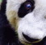 中国大熊猫保护研究中心今发官微称：上海地区有很强的科研技术力量 - Sh.Eastday.Com