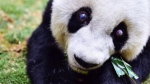 中国大熊猫保护研究中心今发官微称：上海地区有很强的科研技术力量 - Sh.Eastday.Com