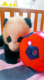 野生动物园回应“十年死5只大熊猫”：开园22年死了6只 - Sh.Eastday.Com