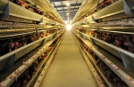 探访上海农科院养鸡场:三十年育种让你吃到"过去的味道" - Sh.Eastday.Com