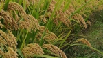 想要水稻既高产又不生病？上海科学家解世界级难题获重大突破 - 科学技术委员会