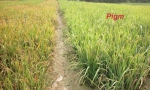 想要水稻既高产又不生病？上海科学家解世界级难题获重大突破 - 科学技术委员会