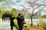 上海早樱盛开花期近20年最早 河津樱观赏期可至3月初 - 新浪上海