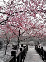 顾村公园、上海植物园第一批河津樱开花了 有图有真相 - Sh.Eastday.Com