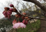 走，赏花去！上海植物园发布3月上旬花讯 - Sh.Eastday.Com
