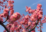 走，赏花去！上海植物园发布3月上旬花讯 - Sh.Eastday.Com