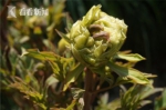 罕见!上海植物园牡丹已绽放 花期较往年提早一个月 - Sh.Eastday.Com