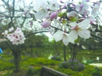 樱花枝叶呈嫩绿色 - 新浪上海