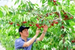 交大甜樱桃科研成果走进“田间果园” - 上海交通大学