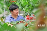 [上海热线]上海本地甜樱桃大面积丰收 售价每斤约80元[图] - 上海交通大学