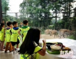 上海野生动物园夜游开启 在老虎旁边晚餐喂节尾狐猴早餐 - Sh.Eastday.Com