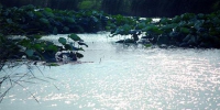 　　特色：自然湿地 - 新浪上海
