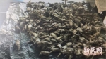 图说：警方清理出的二百余只麻雀雏鸟，其中大部分被发现时已死亡。金山警方图 - 新浪上海