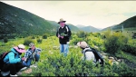 钟扬教授研究生活在青藏高原海拔4000米以上的植物。（资料) - 新浪上海