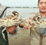 黄浦江大闸蟹开捕大规格每只60元 50%产量被预订 - 新浪上海