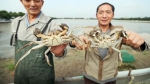 黄浦江大闸蟹开捕大规格每只60元 50%产量被预订 - 新浪上海
