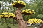 上海菊花展开展 3棵近4米高菊花树亮相 - 新浪上海