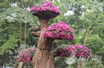 上海菊花展开展 3棵近4米高菊花树亮相 - 新浪上海