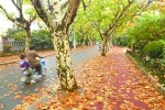 普陀区花溪路道路幽静，自然条件好，成为落叶景观路。 - 新浪上海