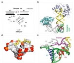 复旦大学甘建华课团队与麻锦彪团队合作研究
揭示DNAzyme剪切RNA的分子机制 - 复旦大学
