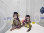 世界首个克隆猴在位于上海这个研究所诞生！或将加速脑疾病新药研发！ - 科学技术委员会