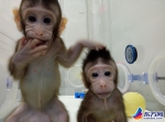 克隆猴诞生之后 国际灵长类研究中心也将建在上海 - Sh.Eastday.Com