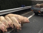 图说：8只肉猪被甩出小货车 来源/视频截图（下同） - 新浪上海