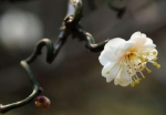 龙游梅，树枝“天然卷” 图片来源：网络 - 新浪上海
